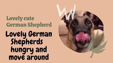 Lovely Cute German Shepherd