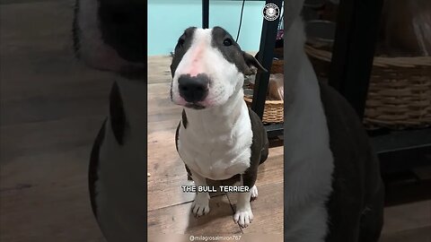 Bull Terrier 🐶 The Fearlessly & Cute Family Guardian!