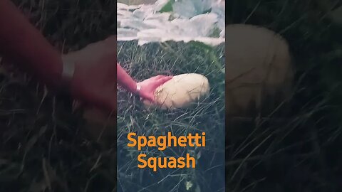 14 Day Old Spaghetti Squash!!!!