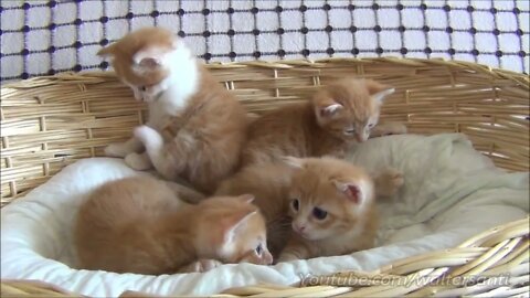 Mom cat with 4 meowing kittens