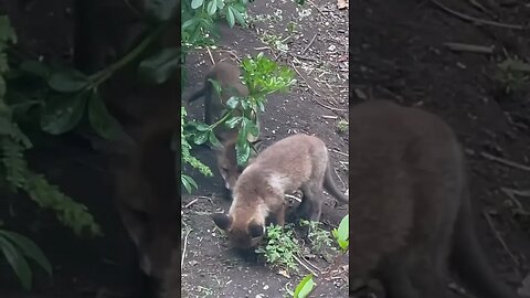 Siblings eh? #foxes #foxesofinstagram #naturesounds #animalshorts