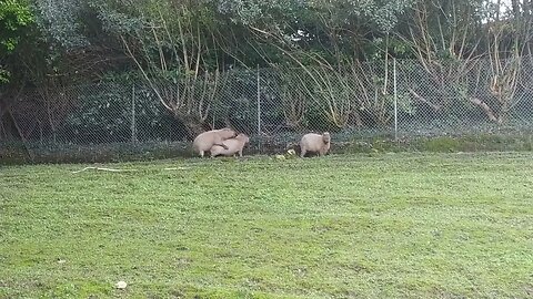 Humping capibaras