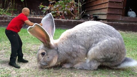 The world's biggest rabbit