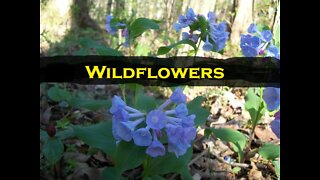 Spring Wildflower slideshow