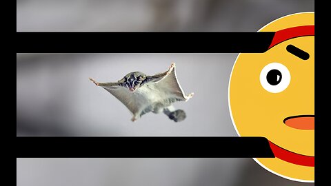 Sugar Gliders in Flight: Funny and Cute Compilation!