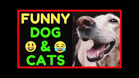 Funny and Cute Cats and Dogs Videos Compilations 2022