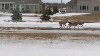 Deer Running Through My Back Yard