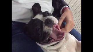 Yawning is contagious, even from humans to dogs. Confirmed theory...