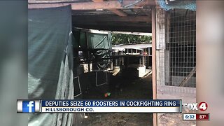 Police breakup cockfighting ring in Hillsborough County