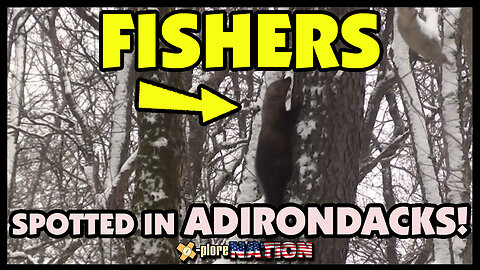 Fishers in the Adirondacks: Fulton County, New York