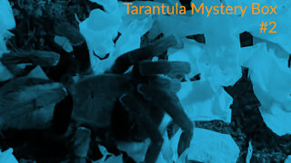 Tarantula Mystery Box 2 - South West Tarantulas