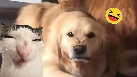 Funniest animal 2024🤣 Best funny cat and dog video🐈🐶 Must watch