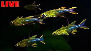 Community Aquariums With Steenfott Aquatics - FISHTOBERFEST