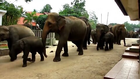 අලි ගොඩයි | Elephant #srilanka #india #baby #cricket #shorts |wele suda