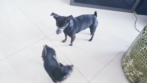 Cachorros Pinscher mudaram seu comportamento através de uma técnica