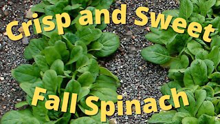 Spinach planting and growing guide