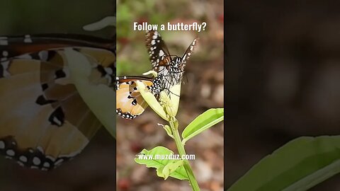 When butterflies meet. #shorts #butterfly #nature