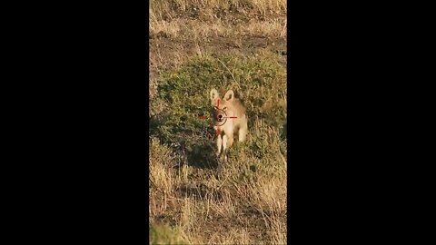 Hunting Coyotes #shorts #dogs #animals #hunter #082