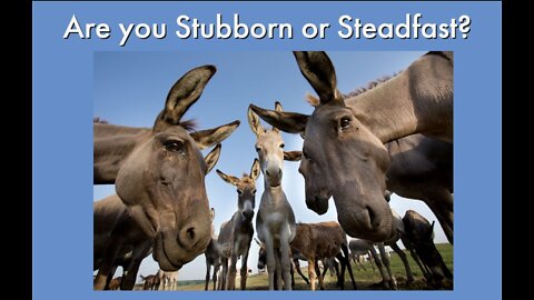 Are you Stubborn or Steadfast?