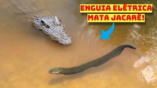 Enguia Elétrica Mata Jacaré!