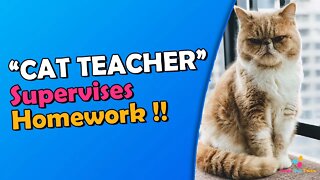 Cat Teacher Supervises Homework