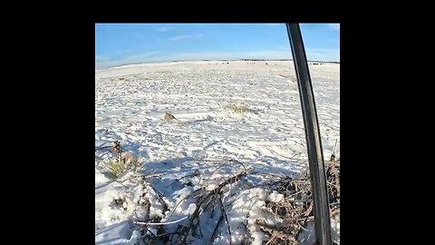 Next week's pheasant hunting preview in deep Colorado snow 23g