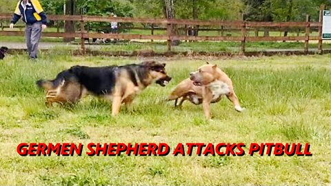 German Shepherd Attacks Pitbull [Who Wins]