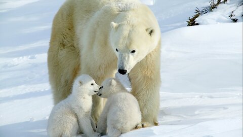 Polar bears are made for a life on ice | Oceana