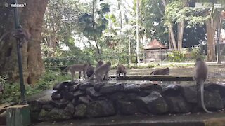 Ces singes s'amusent à Bali
