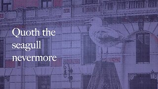 Pamela Storch - A Seagull in Venice Poem (Official Lyric Video)