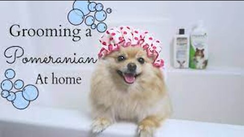 Cute Pomeranian Puppy Bath