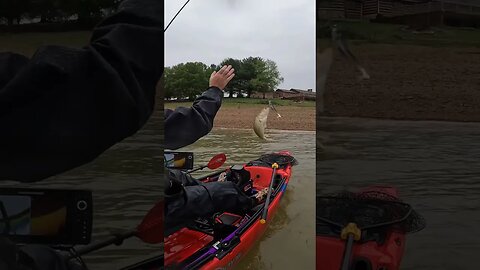 Berkley Cull Shad in ACTION!