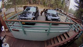 Bear opens door, steals from car at Lake Tahoe