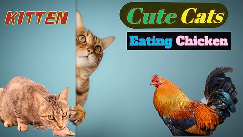 Cute Cats Eating Chicken ! Animals, cats, funny cats,