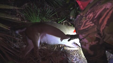 Bowhunt Deer Kill In North Florida