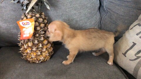 Chihuahua Puppy & Pineapple