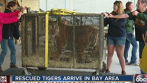 Rescued tigers arrive at Big Cat Rescue in Tampa