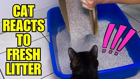 Why Do Cats Do This? - Funny Cat Litter Box