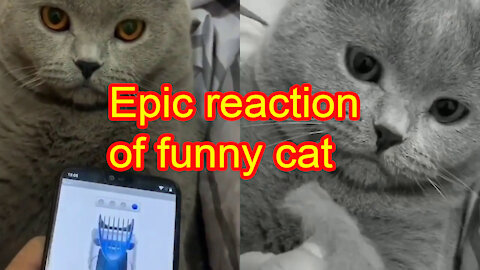 The epic reaction of my funny cat