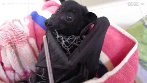 Pipistrello in trappola salvato dalla protezione animale