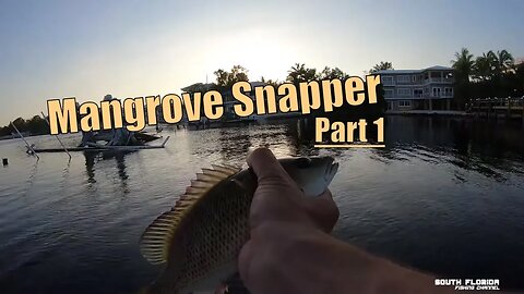 Mangrove Snapper & Bait in Key Largo Bay. Catch and Cook Part 1/2