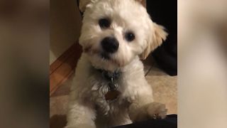 Cute Dog Confused By Singing Cats