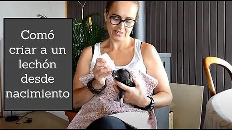 Comó criar a un lechón desde nacimiento Tutorial Cerdo cochino cerdito con ayuda de Lucía Berti