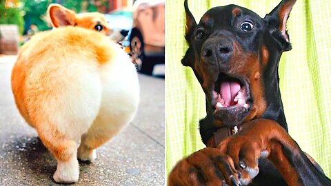 Animali più divertenti 2023 😂 Cani e gatti divertenti 🐱🐶 Video divertenti di animali 2023