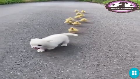 Cute puppy and teasing ducklings