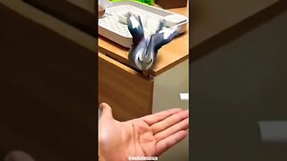 Cute Hand Tamed Cockatiel 😍