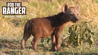 Watching Hyena Cubs At A Den | Maasai Mara Safari | Zebra Plains