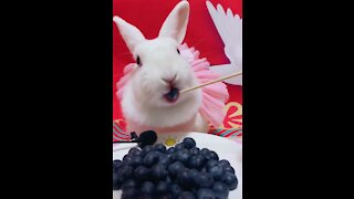 Cute Rabbit eats blackberries