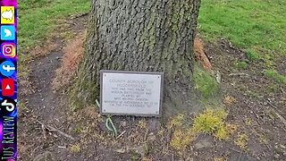 100 Year Old Tree