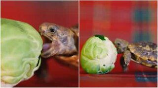 Pancake tortoise vs Brussels sprouts